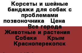 Корсеты и шейные бандажи для собак с проблемами позвоночника › Цена ­ 2 500 - Все города Животные и растения » Собаки   . Крым,Красноперекопск